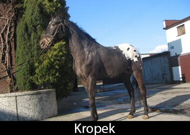 Kropek