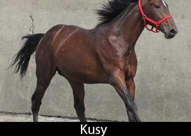 Kusy