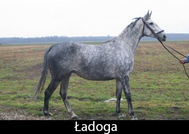 Ładoga