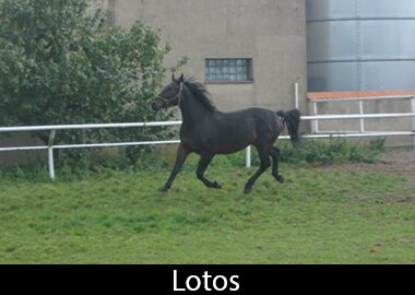 Lotos