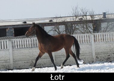 Łotr