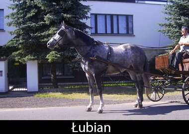 Łubian