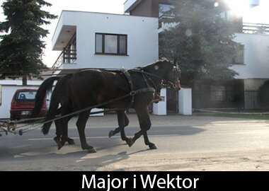 Major i Wektor