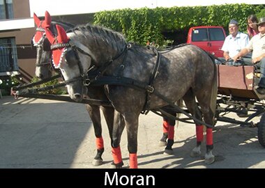 Moran