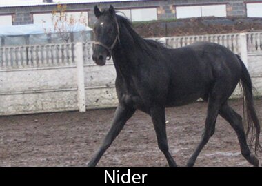 Nider