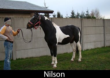 Nilson