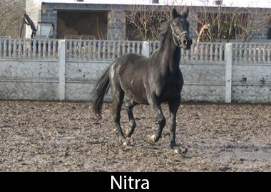 Nitra