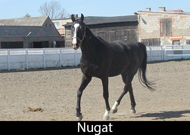Nugat