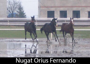 Nugat Orius Fernando