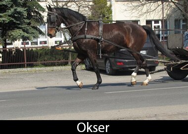 Okser