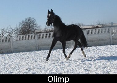 Olimp
