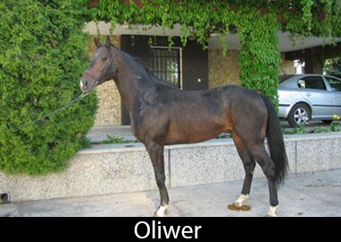 Oliwer