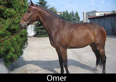 Omer