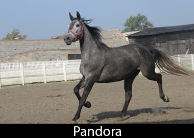 Pandora