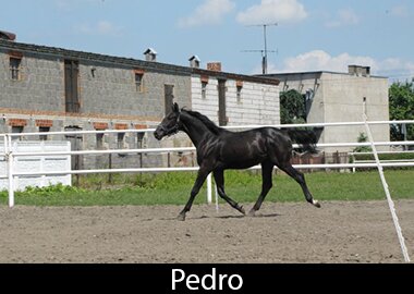 Pedro