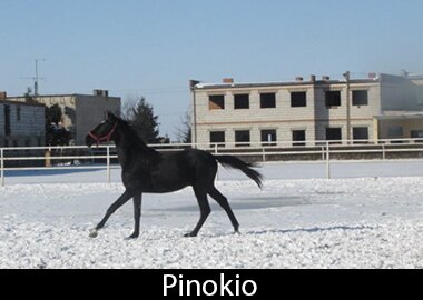 Pinokio