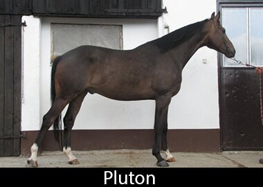 Pluton
