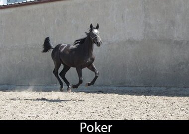 Poker