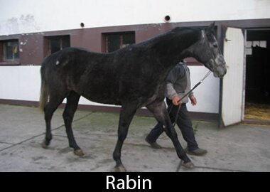 Rabin