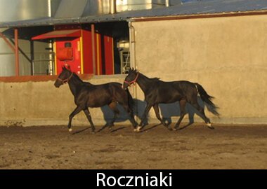 Roczniaki