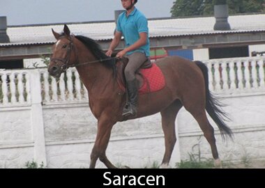 Saracen