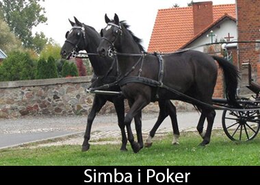 Simba i Poker