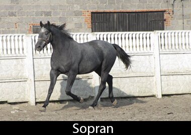 Sopran