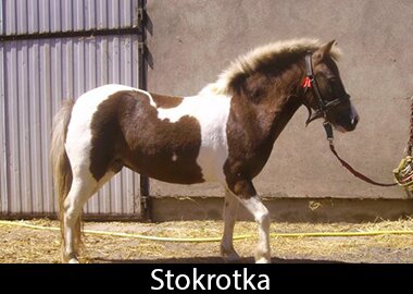 Stokrotka