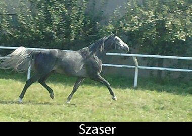 Szaser