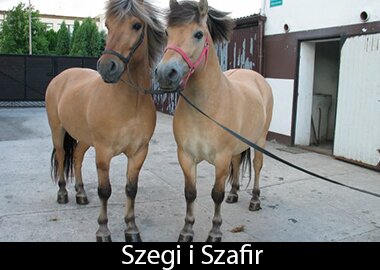 Szegi i Szafir