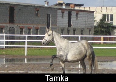 Tamka