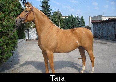 Tara