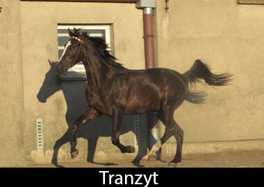 Tranzyt