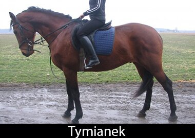 Tymianek