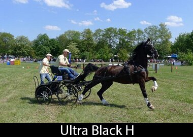 Ultra Black H