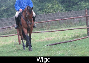 Wigo
