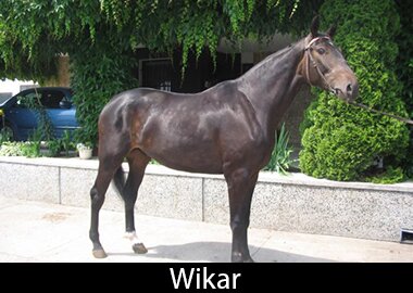 Wikar