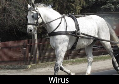 Wirus