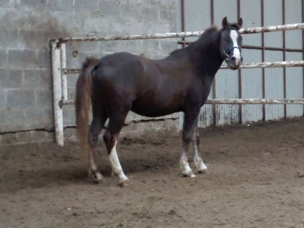 galeria