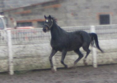 armando