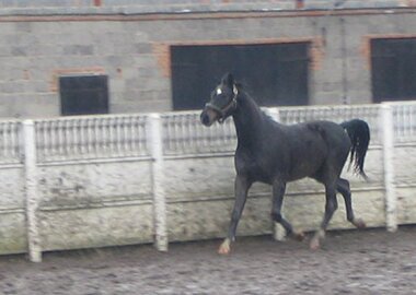 armando