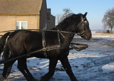 baribolek