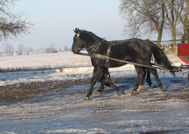 baribolek