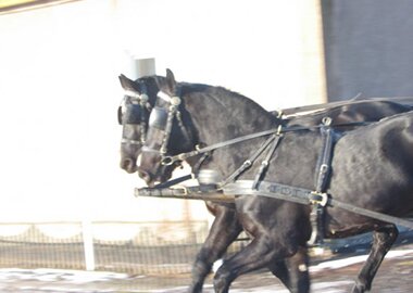 baribolek