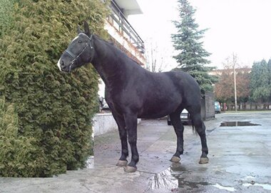 baron