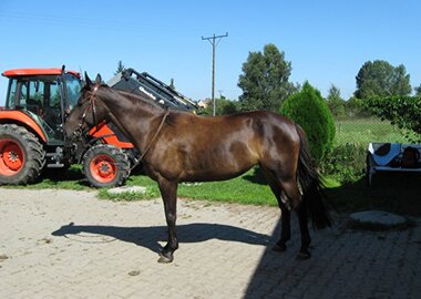 broszka