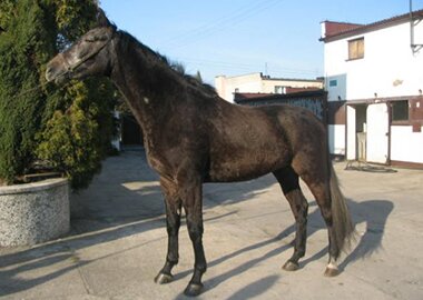 celit