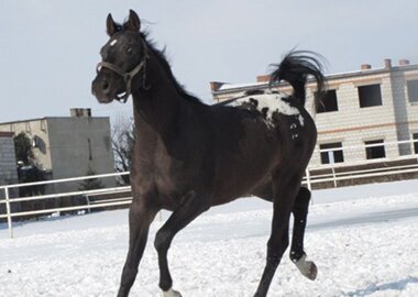 dantos