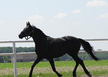 ermano