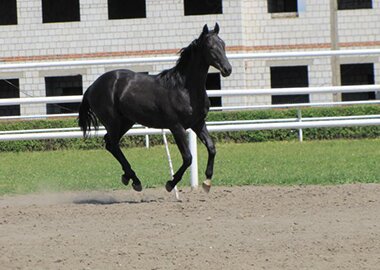 eros